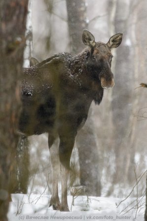 У браконьеров под прицелом… северный олень